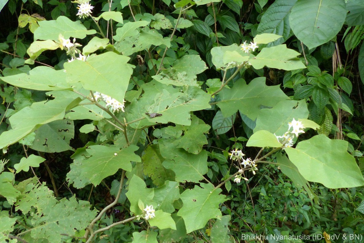Solanum torvum Sw.
